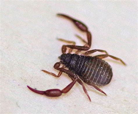 pseudoscorpion – Field Station