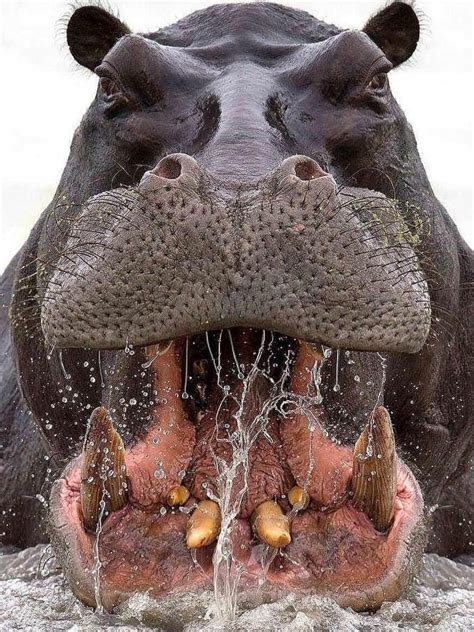 Why a Hippopotamus is Found with Mouth Open? - Hippo Haven