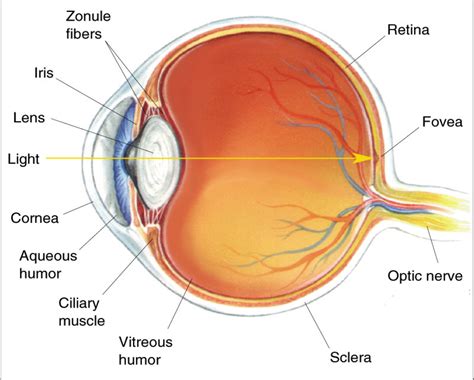 Human eye diagram, Diagram of the eye, Eye facts