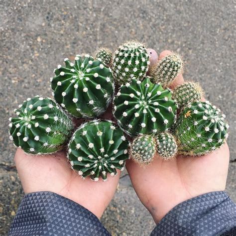 Such cute cactus babies! 🌵🌵🌵 Succulent Terrarium, Cacti And Succulents ...