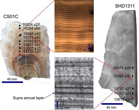 Cross sections of stalagmite CS01C and SHD1311 from Shihua Cave and ...