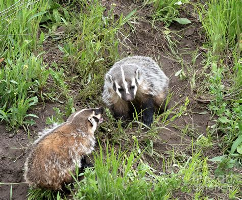 Badger Cubs Photograph by Carolyn Fox | Fine Art America