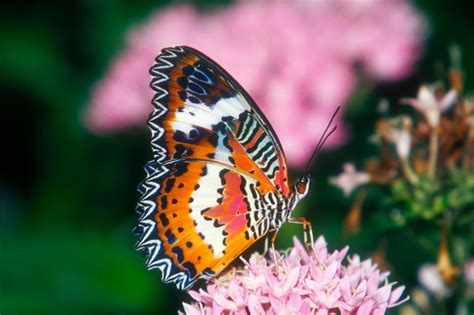 Red Lacewing Butterfly images : Biological Science Picture Directory ...