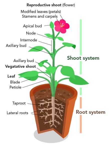 Diagram Of Plant Parts And Functions