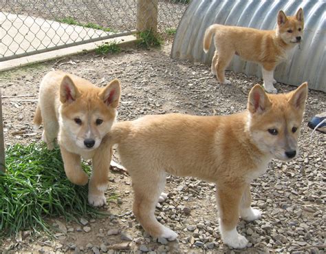 Gorgeous Dingo Pups - dingo Photo (3839529) - Fanpop