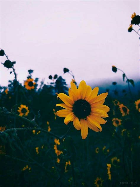 Sunflower Aesthetic Wallpapers - Top Free Sunflower Aesthetic ...