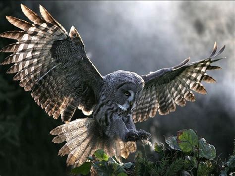 Buho volando | Owl wallpaper, Owl pictures, Owl