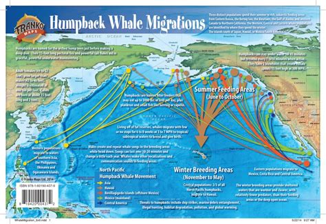 Buy Franko Maps Pacific Humpback Whale Migration Card | Divers Supply ...