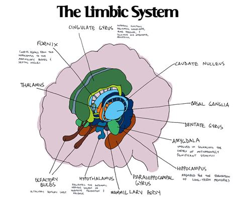 limbic system notes - a photo on Flickriver