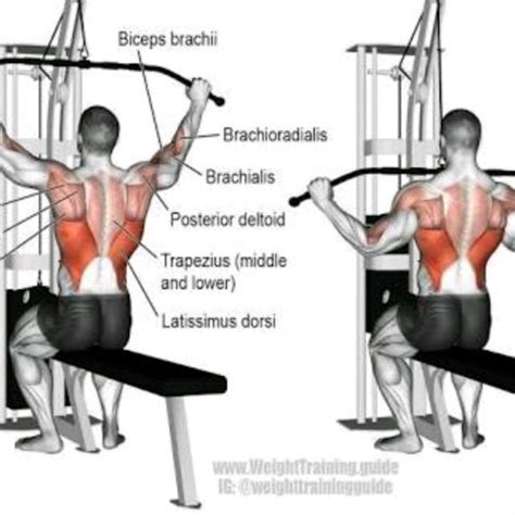 Wide-Grip Lat Pulldown - Exercise How-to - Workout Trainer by Skimble