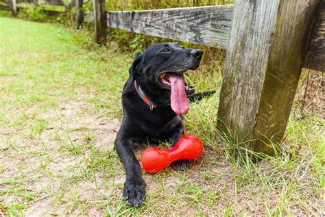 Lovable Black Dogs That Make Great Pets | Black Dog Breeds