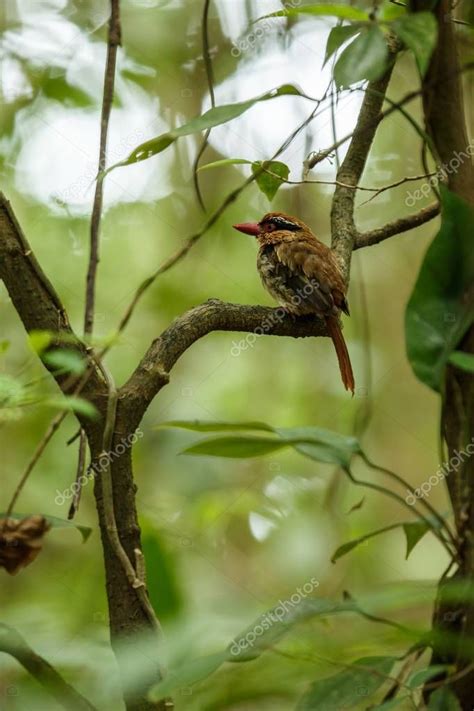 El martín pescador lila se posa en una rama en la selva indonesia ...