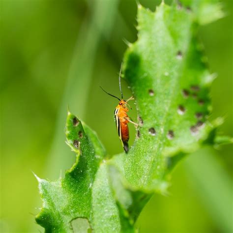 How To Get Rid Of Bugs On Plants All Naturally Fast | Coffee Addict Mama