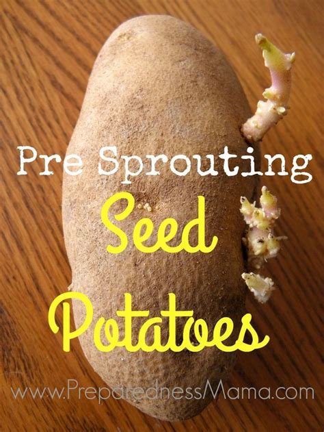 Preparing Seed Potatoes for Planting | Sprouting potatoes, Planting ...