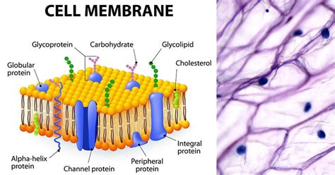 Plasma Membrane Diagram