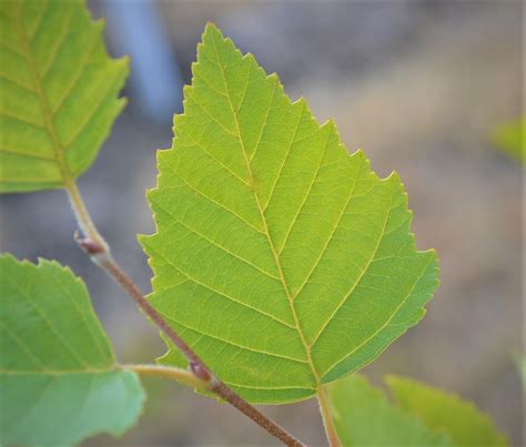 Birch Tree Leaves - Next Generation Landscape Nursery