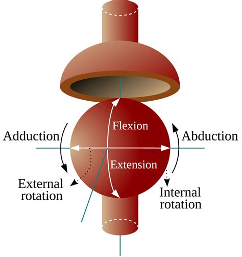 Ball and Socket Joint allows three relative rotations between the two ...