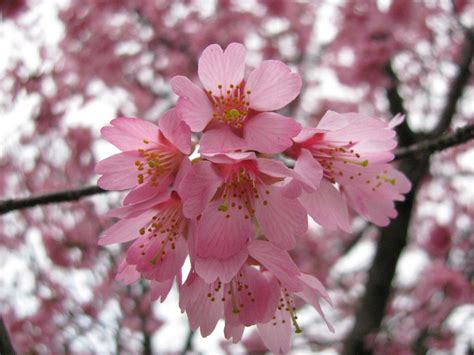 Pretty in Pink Cherry Blossoms