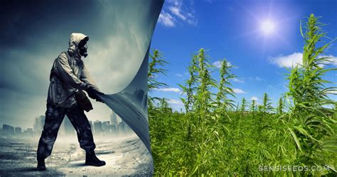 Hemp Biofuel: A Viable Alternative to Fossil Fuels? - Sensi Seeds