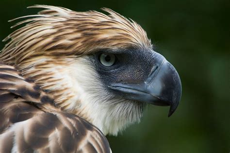 Philippine Eagle Best Wallpaper 20297 - Baltana