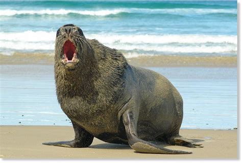 Boy bitten on face by sea lion at La Jolla Cove, California -- Earth ...