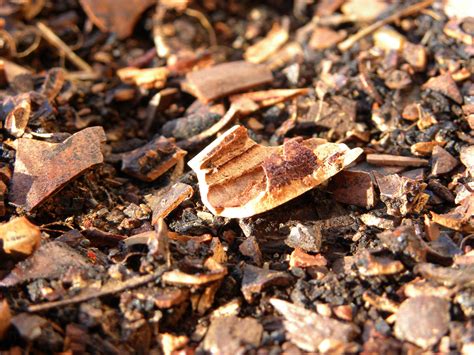 Red Dirt Roses: A Beautiful Local Free Mulch