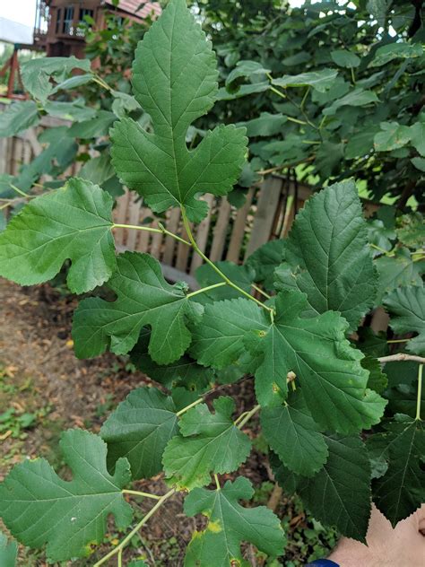 Backyard Tree Identification: Mulberry Trees