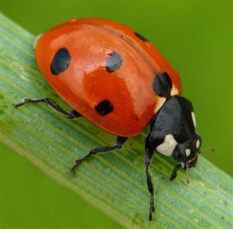 What is a Ladybug? (with pictures)