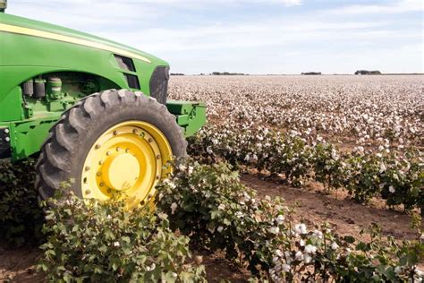 Disease Management in Cotton Farming: Strategies for Control and Prevention