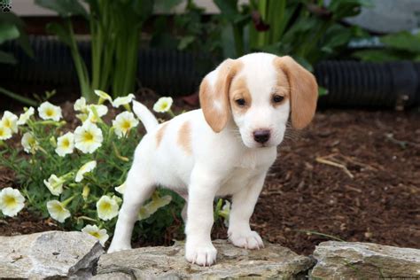 Are Beagles Friendly With Cocker Spaniels