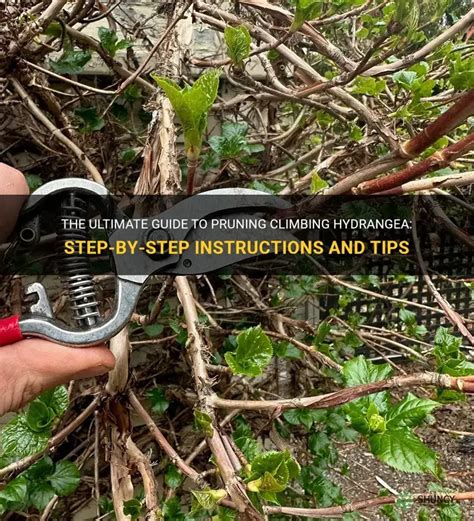 The Ultimate Guide To Pruning Climbing Hydrangea: Step-By-Step ...