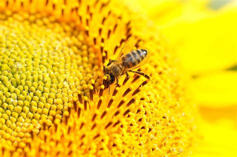 Premium Photo | Bee on sunflower