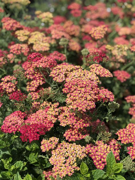 some pink and yellow flowers in a garden