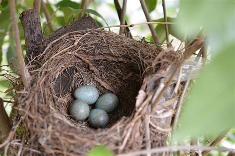 Birds Nest 4 Eggs Free Stock Photo - Public Domain Pictures