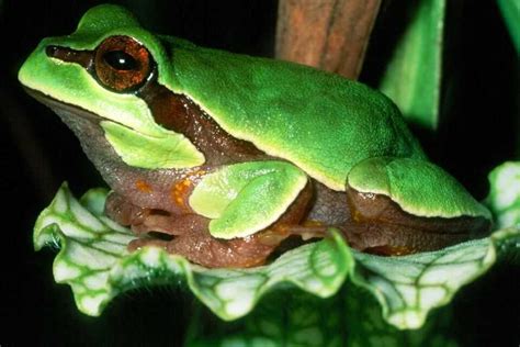 Pine barrens treefrog - Climate Adaptation Explorer