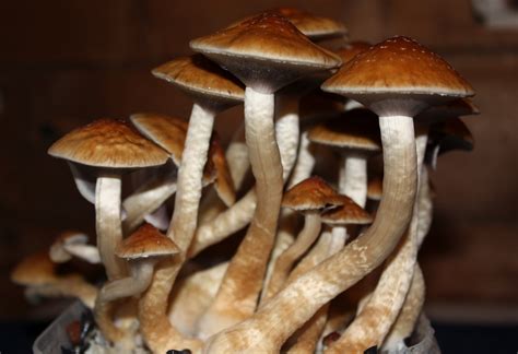 How Magic Mushrooms & LSD Help People