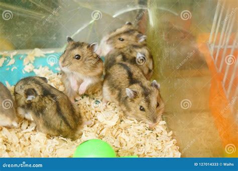 Hamsters are Playing. they are Funny and Cute Stock Image - Image of ...