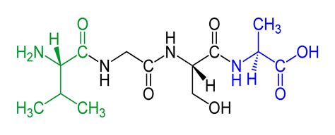 What Is a Peptide? Definition and Examples