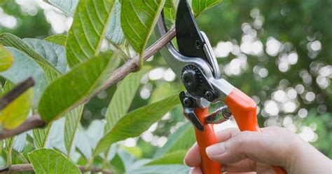 Understanding Pruning and its Benefits