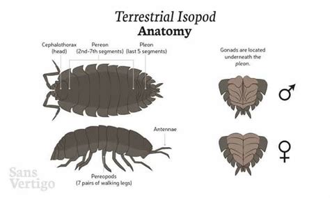 CRUSTACEA - Isopoda; Oniscidea. //// Terrestrial Isopod Crustacean ...