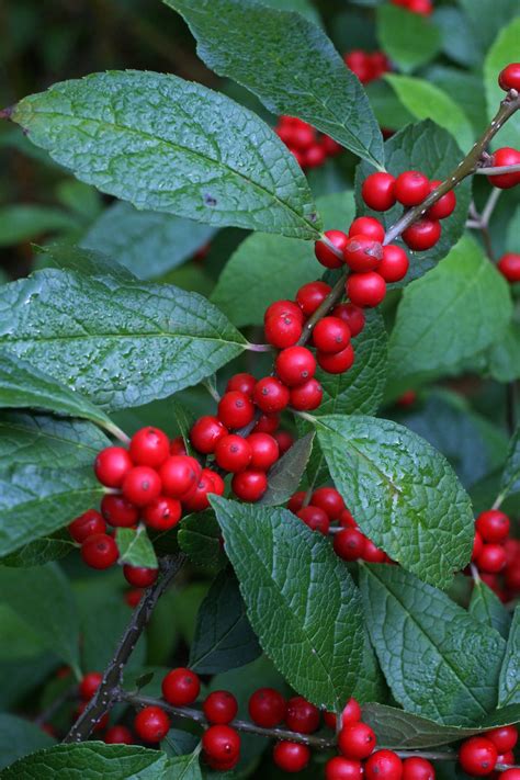 Consortium of Midwest Herbaria - Ilex verticillata