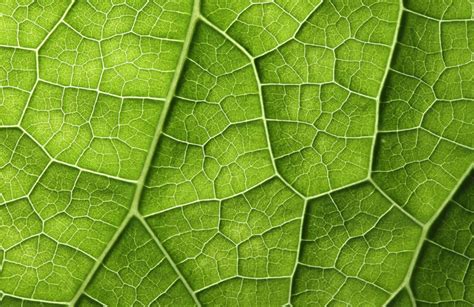 🔥 Leaf Texture HD Background Wallpaper | CBEditz