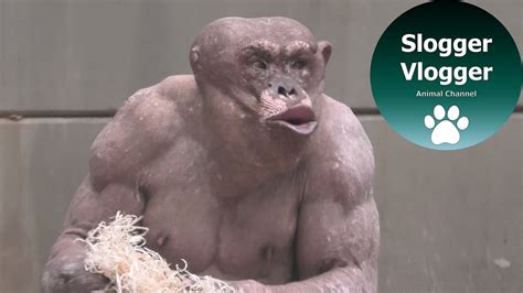 Hairless Chimpanzee Shares Emotional Moment With His