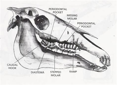 Horse Teeth Anatomy