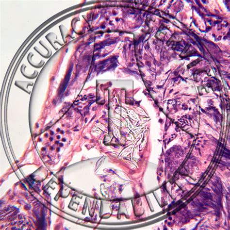 Monocystis Prepared Microscope Slide