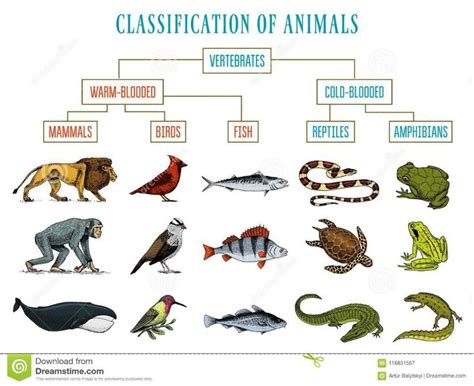 different types of animals and their names in the form of an animal ...