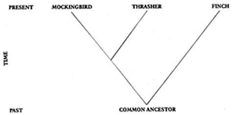 DNA and Passerine Classification