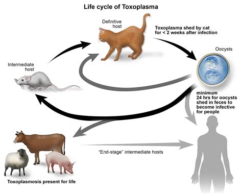 Siklus Hidup Toxoplasma Gondii Cdc - Captions Hunter