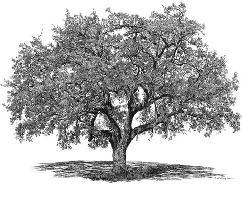 Southern live oak tree clipart 20 free Cliparts | Download images on ...