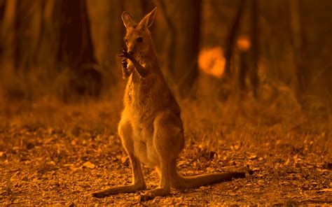 Helicopters Drop Almost 5,000 Pounds of Food for Starving Wallabies in ...